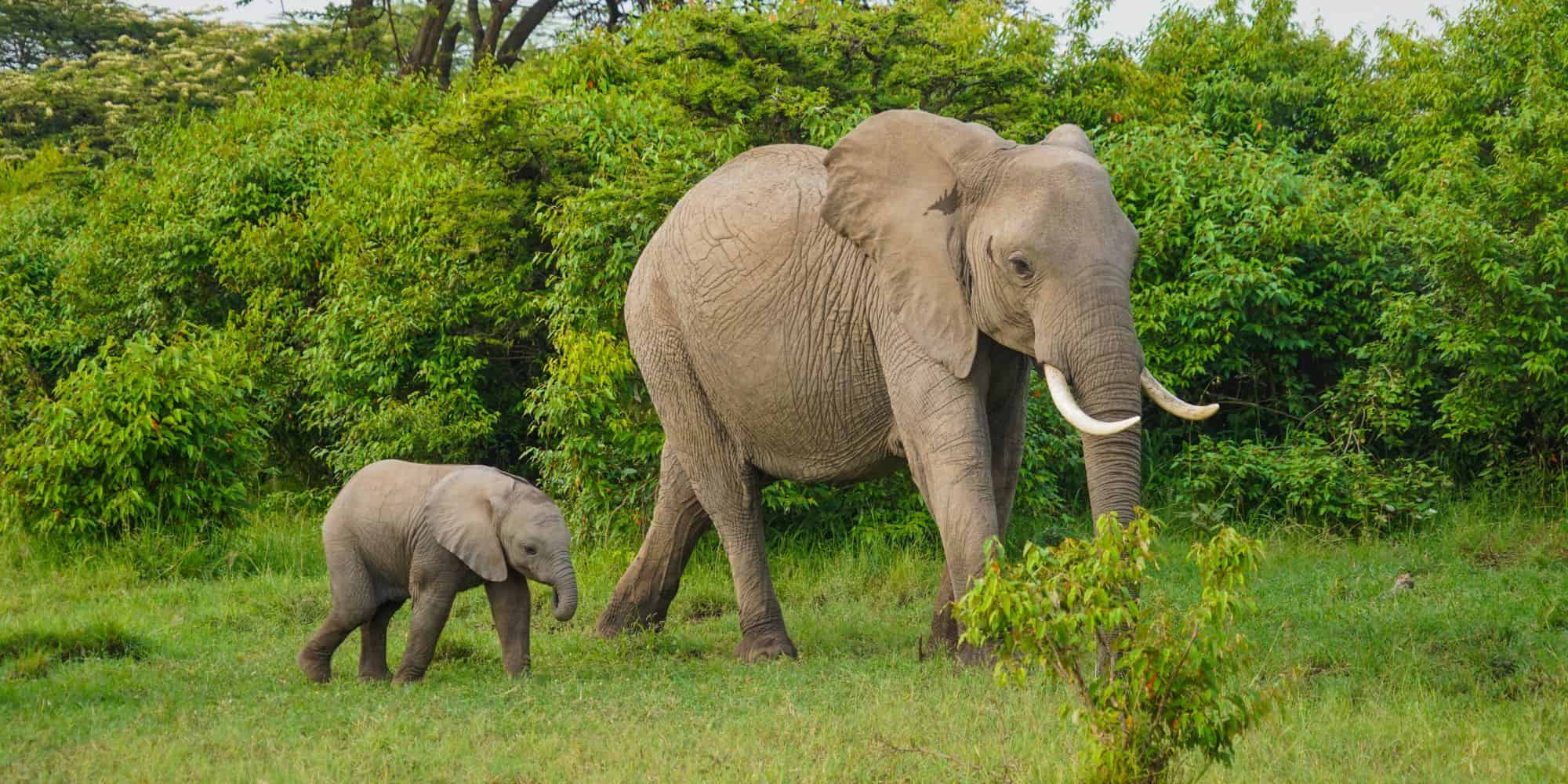 Elephants in Sri Lanka dump are dying from eating plastic rubbish